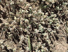 Gnaphalium declinatum