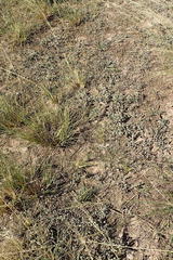 Gnaphalium declinatum