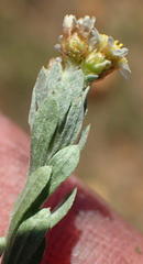 Gnaphalium declinatum