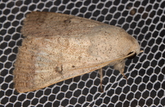 Pandesma submurina