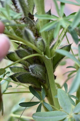 Lupinus aschenbornii