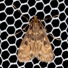 Araeomorpha diplopa