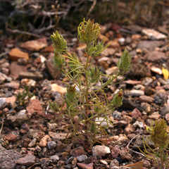 Cordylanthus ramosus