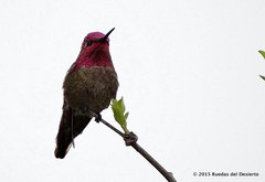 Calypte anna