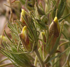 Cordylanthus ramosus