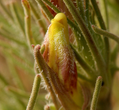 Cordylanthus ramosus