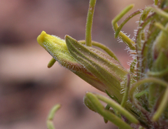 Cordylanthus ramosus