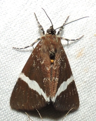 Coenotoca subaspersa