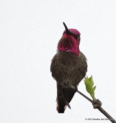 Calypte anna