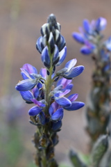 Lupinus aschenbornii