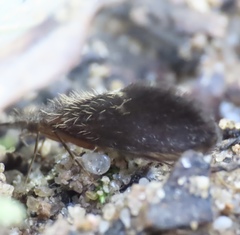 Lepidostoma