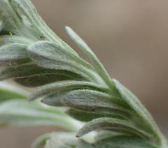 Gnaphalium declinatum