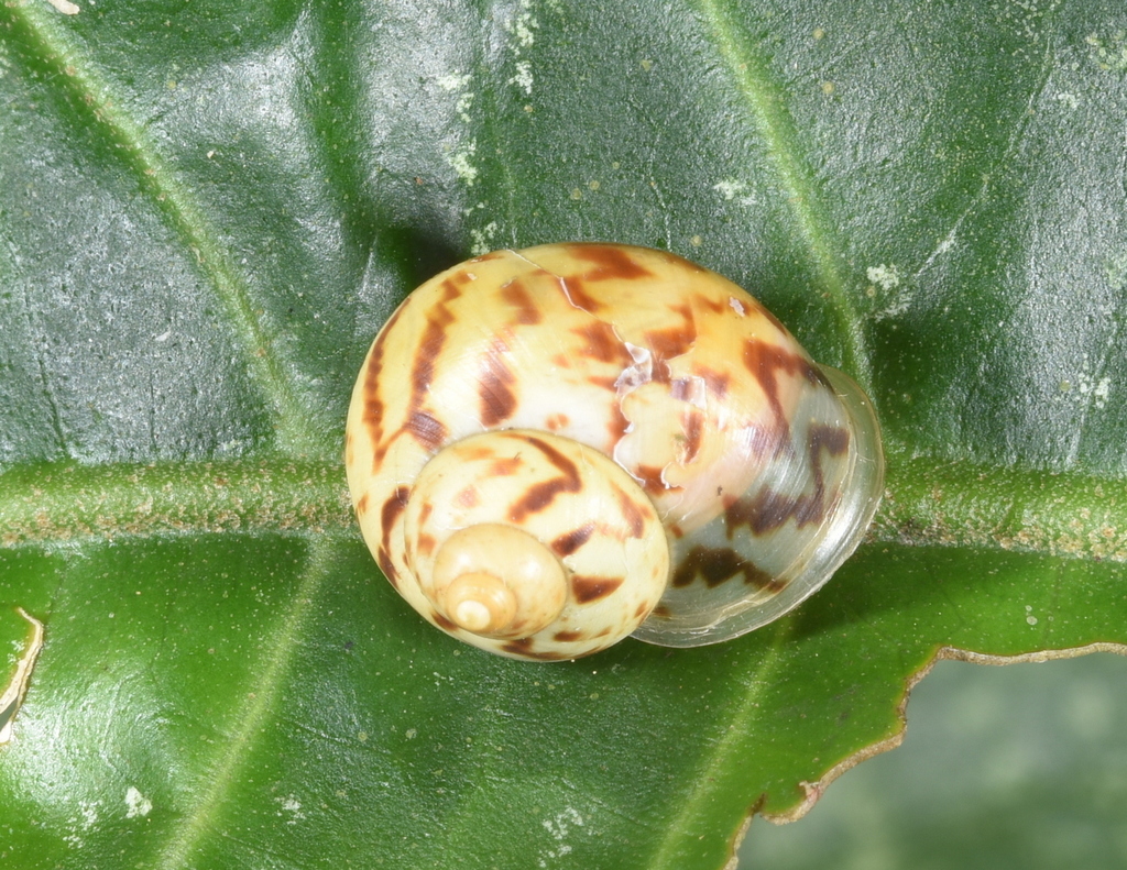 Leptopoma tigris