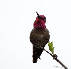 Calypte anna