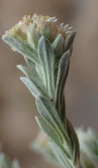 Gnaphalium declinatum