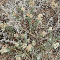 Gnaphalium declinatum