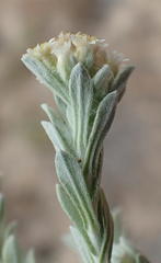 Gnaphalium declinatum