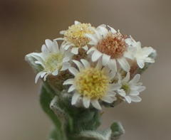 Gnaphalium declinatum