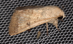 Pandesma submurina