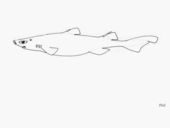 Bareskin Dogfish photo 2