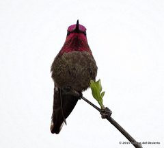 Calypte anna