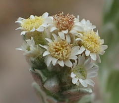 Gnaphalium declinatum