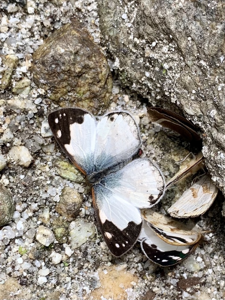 Lymanopoda shefteli