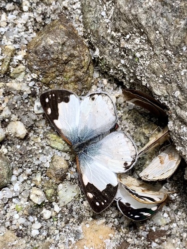 Lymanopoda shefteli
