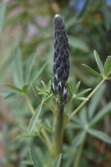 Lupinus aschenbornii