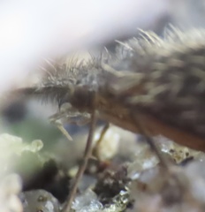 Lepidostoma
