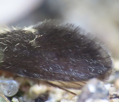 Lepidostoma