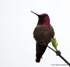 Calypte anna