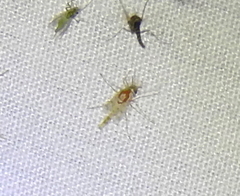 Coelotanypus tricolor