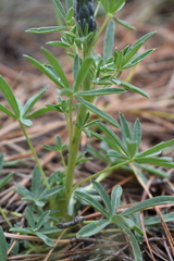 Lupinus aschenbornii