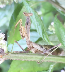 Stagmomantis carolina
