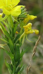Oenothera indecora