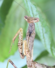 Stagmomantis carolina