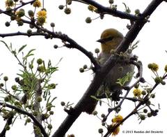 Auriparus flaviceps