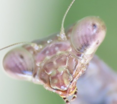 Stagmomantis carolina