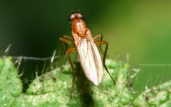 Lonchoptera lutea