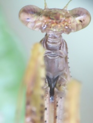 Stagmomantis carolina