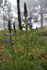Lupinus aschenbornii