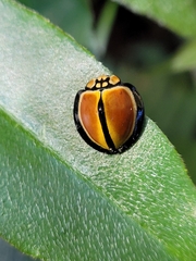 Australoneda bourgeoisi