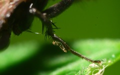 Limosina silvatica