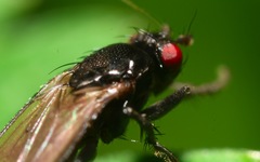 Limosina silvatica