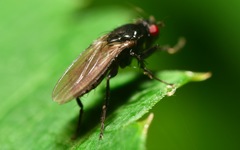 Limosina silvatica