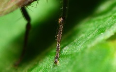 Limosina silvatica