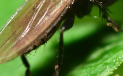 Limosina silvatica