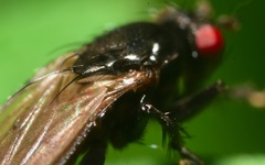 Limosina silvatica