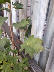 Acer platanoides